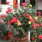 50 PCS Light Fragrant 'Garnet' Rose Bonsai Flowers Seeds