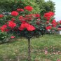 50 PCS Light Fragrant 'Garnet' Rose Bonsai Flowers Seeds