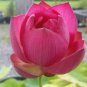 5 PCS ' Red Carmine' Lotus Seeds