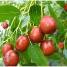 20 PCS Ziziphus mauritiana Fruit Tree Seeds Chinese Red Date Jujube