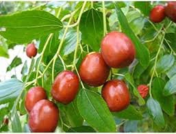 20 PCS Ziziphus mauritiana Fruit Tree Seeds Chinese Red Date Jujube