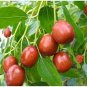 20 PCS Ziziphus mauritiana Fruit Tree Seeds Chinese Red Date Jujube