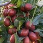 20 PCS Ziziphus mauritiana Fruit Tree Seeds Chinese Red Date Jujube