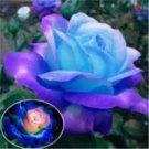 50 PCS The Rarest Rose Gorgeous Pretty Rose Shrub Plant Flower Seeds