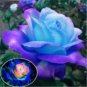50 PCS The Rarest Rose Gorgeous Pretty Rose Shrub Plant Flower Seeds