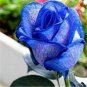 50 PCS The Rarest Rose Gorgeous Pretty Rose Shrub Plant Flower Seeds
