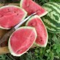 20 PCS Watermelon Seedless Pinkish Red Melon Seeds