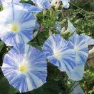 50 PCS Rare Japan Takii White Blue Stripe Morning Glory Perennial Flower Seeds 50 PCS Rare Japan Takii White Blue Stripe Morning Glory Perennial Flower Seeds