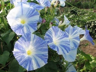 50 PCS Rare Japan Takii White Blue Stripe Morning Glory Perennial Flower Seeds