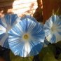 50 PCS Rare Japan Takii White Blue Stripe Morning Glory Perennial Flower Seeds