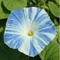 50 PCS Rare Japan Takii White Blue Stripe Morning Glory Perennial Flower Seeds