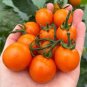 100 PCS Imported Rare Lamp-shaped Russian Heirloom Big Orange Tomato Organic Seeds