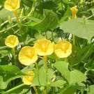 10 PCS Heirloom Yellow Orange White 'Dream' Morning Glory Climbing Annual Flower Seeds 10 PCS Heirloom Yellow Orange White 'Dream' Morning Glory Climbing Annual Flower Seeds
