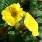 10 PCS Heirloom Yellow Orange White 'Dream' Morning Glory Climbing Annual Flower Seeds