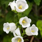 50 PCS Campanula Rare White Bellflower Seeds 50 PCS Campanula Rare White Bellflower Seeds