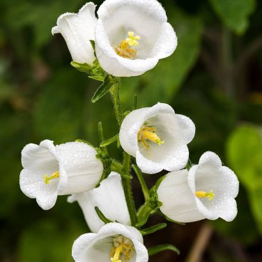 50 PCS Campanula Rare White Bellflower Seeds