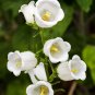 50 PCS Campanula Rare White Bellflower Seeds