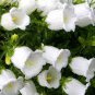 50 PCS Campanula Rare White Bellflower Seeds