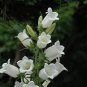 50 PCS Campanula Rare White Bellflower Seeds