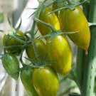 300 PCS Green Cherry Tomato 'Saintess' Organic Seeds 300 PCS Green Cherry Tomato 'Saintess' Organic Seeds