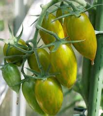 300 PCS Green Cherry Tomato 'Saintess' Organic Seeds