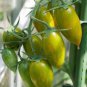 300 PCS Green Cherry Tomato 'Saintess' Organic Seeds