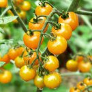 300 PCS Bright Yellow Cherry Tomato 'Saintess' Organic Seeds 300 PCS Bright Yellow Cherry Tomato 'Saintess' Organic Seeds