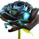 50 PCS Rarest Several Rose Shrub Seeding Seeds