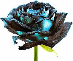 50 PCS Rarest Several Rose Shrub Seeding Seeds