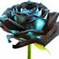50 PCS Rarest Several Rose Shrub Seeding Seeds