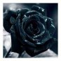 50 PCS Rarest Several Rose Shrub Seeding Seeds