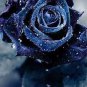 50 PCS Rarest Several Rose Shrub Seeding Seeds