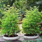 50 PCS 'Grove' Dawn Redwood Bonsai Tree F1 Seeds 50 PCS 'Grove' Dawn Redwood Bonsai Tree F1 Seeds
