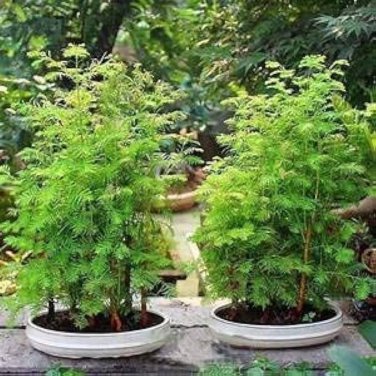 50 PCS 'Grove' Dawn Redwood Bonsai Tree F1 Seeds