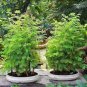 50 PCS 'Grove' Dawn Redwood Bonsai Tree F1 Seeds