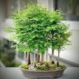 50 PCS 'Grove' Dawn Redwood Bonsai Tree F1 Seeds