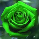 50 PCS Heirloom Rare Green Golden Rose Flower Seeds