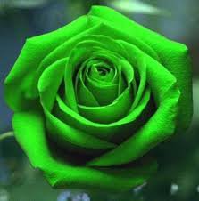 50 PCS Heirloom Rare Green Golden Rose Flower Seeds