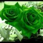 50 PCS Heirloom Rare Green Golden Rose Flower Seeds
