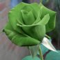 50 PCS Heirloom Rare Green Golden Rose Flower Seeds
