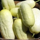 85 PCS Heirloom White Crisp Long Cucumber F1 Seeds 85 PCS Heirloom White Crisp Long Cucumber F1 Seeds