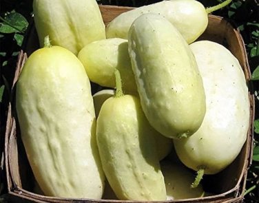 85 PCS Heirloom White Crisp Long Cucumber F1 Seeds