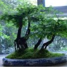 50 PCS Heirloom Outdoor Bonsai Dawn Redwood Seeds