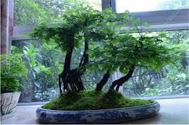 50 PCS Heirloom Outdoor Bonsai Dawn Redwood Seeds