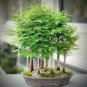 50 PCS Heirloom Outdoor Bonsai Dawn Redwood Seeds