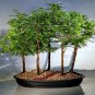 50 PCS Heirloom Outdoor Bonsai Dawn Redwood Seeds