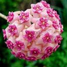 15 PCS Hoya Carnosa Plant Seed Garden Plant Seeds