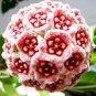 15 PCS Hoya Carnosa Plant Seed Garden Plant Seeds
