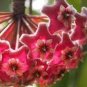 15 PCS Hoya Carnosa Plant Seed Garden Plant Seeds