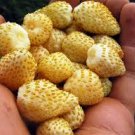 200 PCS Seeds Sweet Yellow Alpine Strawberry Seed Non-gmo Organic Fruit 200 PCS Seeds Sweet Yellow Alpine Strawberry Seed Non-gmo Organic Fruit